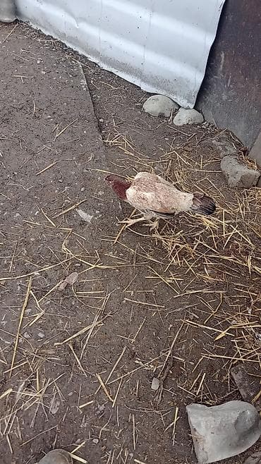 Птицы: Temiz Heyratilar di iki fere bir xoruz pul lazimdi deye satiram — 3