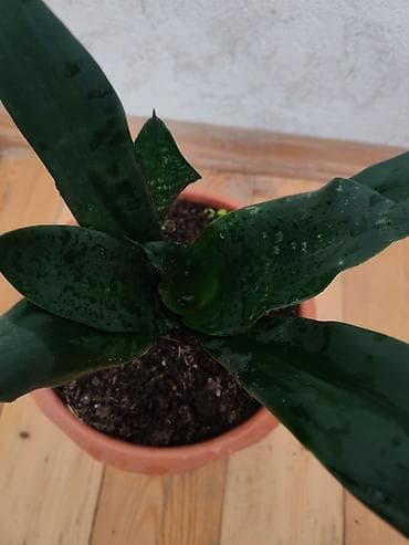 liman bitkisi: Sansevieria (Qaynanadili) – otaq bitkisi - Növ: Sansevieria — 2