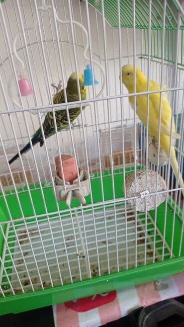 yarasa yuvasi aliram: Dalmatın qəfəslə birlikdə dalğıç papağanlar (bajıqar/paraket) dəsti — 3
