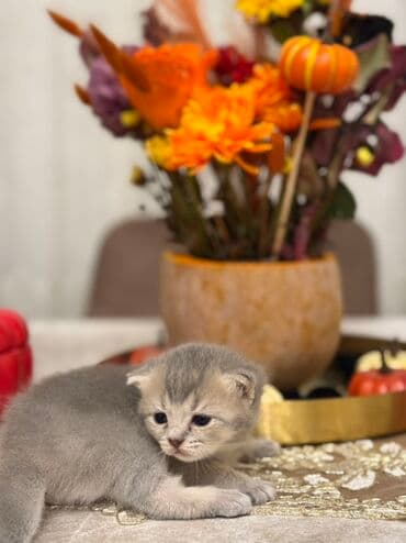 britan pişik: Britan — 1