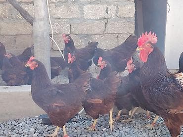 qax heyvan bazar: Salam. Red island mayali yumurtaları. Sifariş qəbul olunur. Ünvan Binə — 10