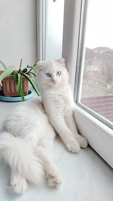 toy poodle qiyməti: Türk anqora — 1