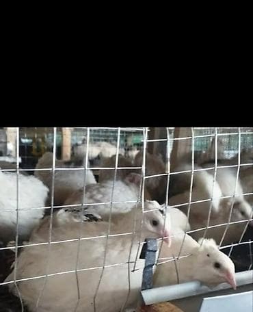 qu quşu haqqında məlumat: Məhsul: Bildirçin və bildirçin məhsulları keslmisde vere bilrk diri — 2