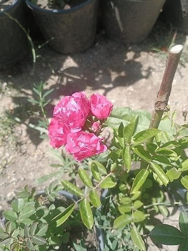 şanagullə bitkisi: Məhsul: Qızılgül kolları (çəhrayı, açıq çəhrayı, ağ və tünd çəhrayı — 4