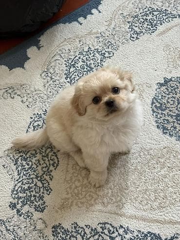 kiçik heyvanlar: Pekines, 1 ay, Erkek, Peyvəndli, Ünvandan götürmə — 2