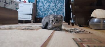 şinşila pişik satılır: Britan, Dişi — 5