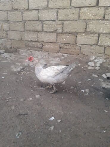 Digər kənd təsərrüfatı heyvanları: Lavanda Macar satilir 1i 50 manat — 5