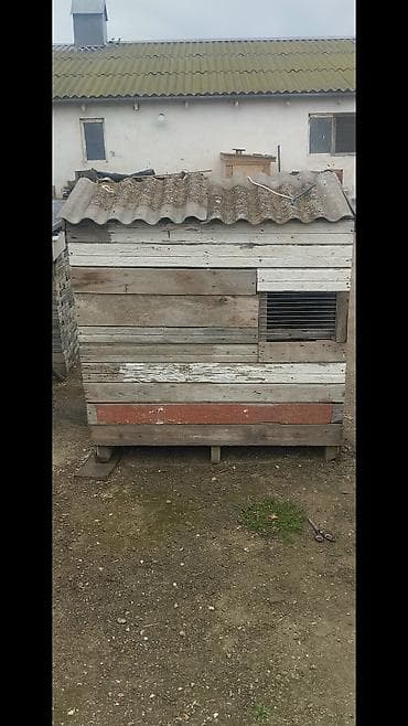 bramo toyuq: Göyerçin üçün quşxana satılır ünvan bine qiymet 50 azn içinde 20 dene — 1