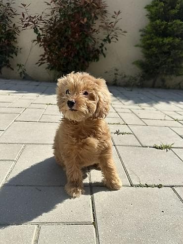 mini pincer: Malta bolonka, 2 ay, Dişi, Peyvəndli, Ödənişli çatdırılma — 3