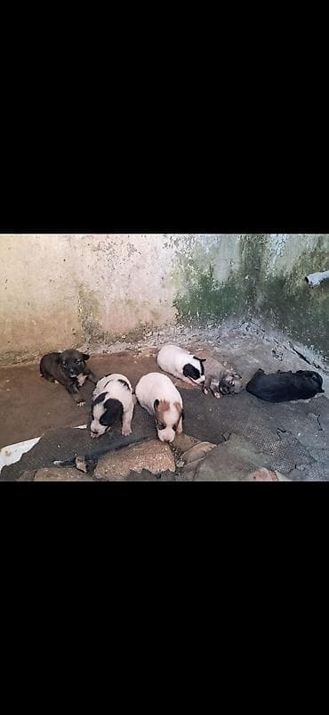 dog: 2 ay, Peyvəndli — 8