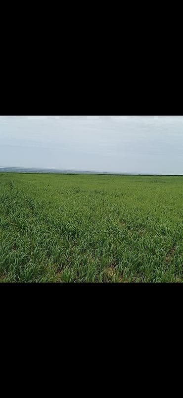 аренда земельных участков сельскохозяйственного назначения: 282 соток, Для сельского хозяйства, Собственник, Купчая — 8