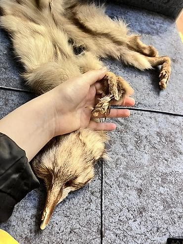 kurklər: Kürk, rəng - Bej — 4