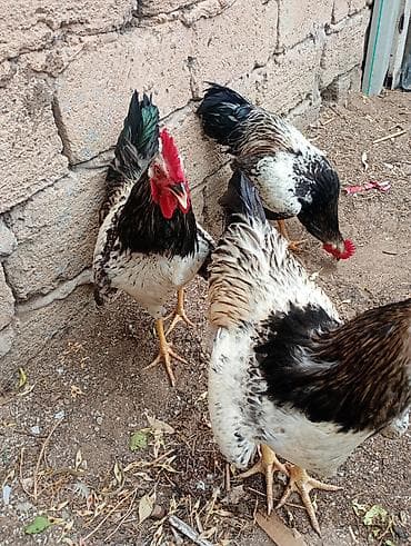 quslar: Salam olsun hər. kəsə. 5. aylıq. xoruzlar.satlır. ünvan Şüvəlan — 3