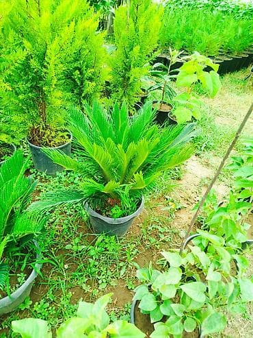 saxsı dibcək: Sago xurması (Cycas revoluta) – qara plastik dibçəkdə dekorativ — 4