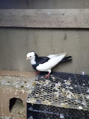 tap az goyercin: Qara boynu güllü bəzək quyruq erkey - Növ: dekorativ/şou tipli ev — 2