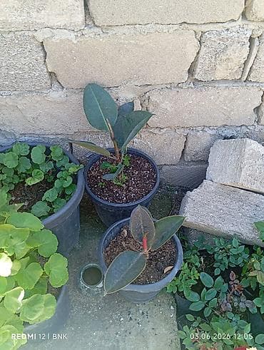 cut bitkisi: Rezin ağacı (Ficus elastica) şitilləri – qara plastik dibçəklərdə. - — 1