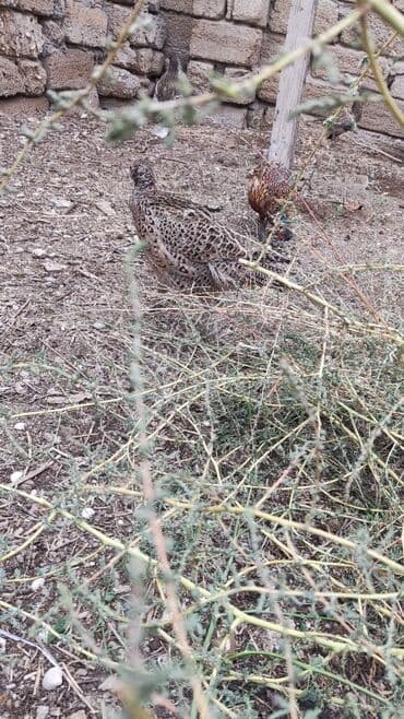 geref quşu: Toyuq, Damazlıq — 5