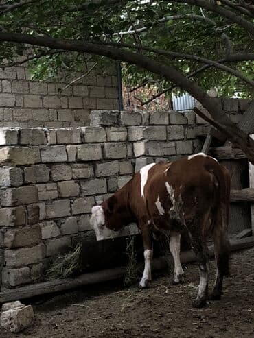 simmental inək cinsi: Dişi, Simental, il: 1, Südlük — 2