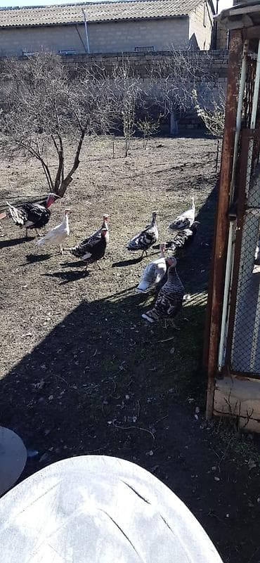 it evlerinin satisi: 8 Fərə 1ərkəy hinduşka maraqlanan zeng elesin müxtəlif rəng və — 4