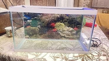 akvarium aksesuarlari: Akvariumlar — 3