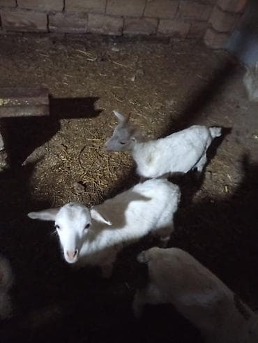 Quşlar: ANALARI SUDLU EKİZ BALA TAYLARI DAMIZLIĞA YARARLI ERKEK ÇEPİŞLER — 4