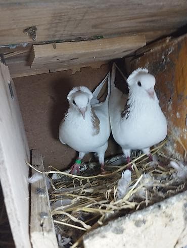 quşlar goyərcin: Salam elani oxuyun sona kimi bir cut erkey maya sari qırmızı — 3