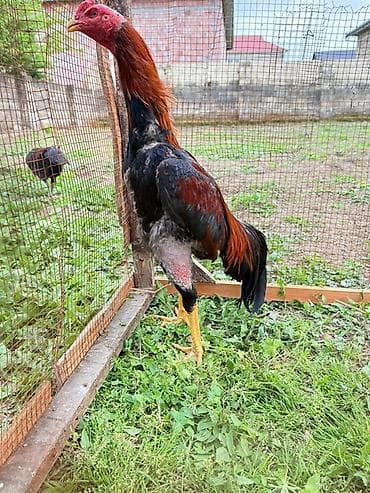 kend xoruzu: Cinsi: Uzunboyun heyratı xoruz (ehtimalən Malay/Şamo tipli) Rəng — 2