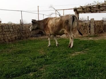 inek fermasi: Salam südverən İNƏK. 6.7 LİTİR SÜD VERİR YAĞLI SÜDÜ VAR DİŞlİ CAVAN — 2