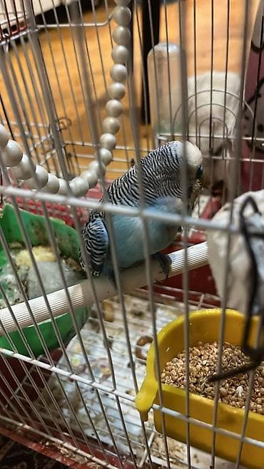 Daşıma çantaları: Dalmatin papuqayları (3 ədəd) və qəfəs dəsti iki dişi bir erkek — 4