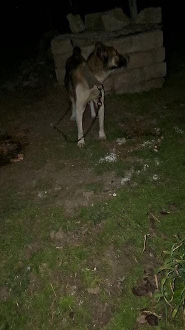 Птицы: 1yaş 3aylıq temiz teserfat itidi — 3