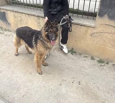 Alman çoban iti, Peyvəndli lalafo.az -da Alman çoban iti, Peyvəndli