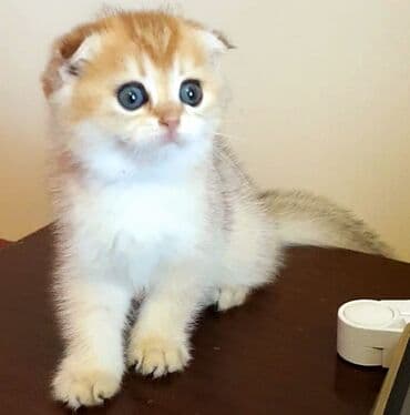 şotlan pişik: Şotland yastı qulaq, Erkək, Dişi, Yaxşı əllərə, Ünvandan götürmə, Pulsuz çatdırılma, Ödənişli çatdırılma — 125