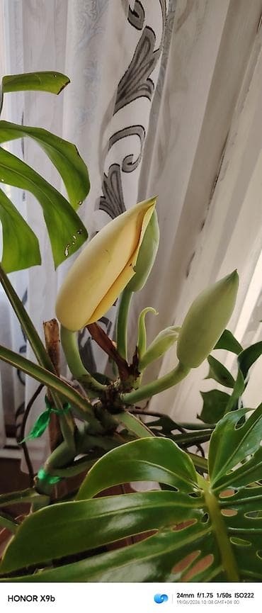 monstera bitkisi: Monstera deliciosa (Şveytsariya pendiri bitkisi) – iri, deşikli və — 2