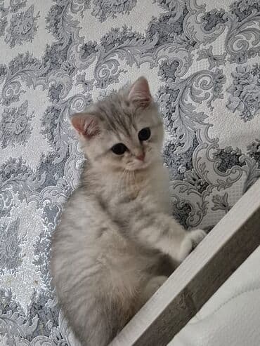 pişik sortları: Şotland yastı qulaq — 9