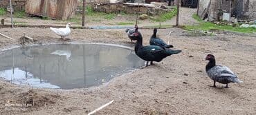 Gəmiricilər: Muscovy ördəkləri (indoutka) – bir neçə rəngdə sürü Salam 5 ədəd Lal — 2