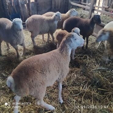 quzu qarni qiymeti: Əmlik quzular diri çəki 10 manat. Böyük quzular 9 manatdan — 9