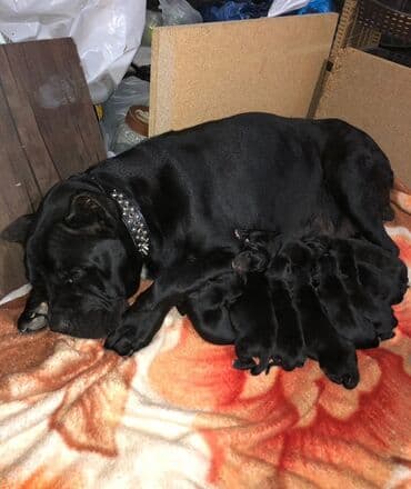 çoban iti satılır: Kane-Korso — 2