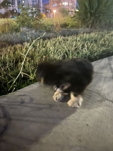 Quşlar: Micro Poodel . - Cins: kiçik ölçülü dekorativ (Micro poodel) - Rəng — 3