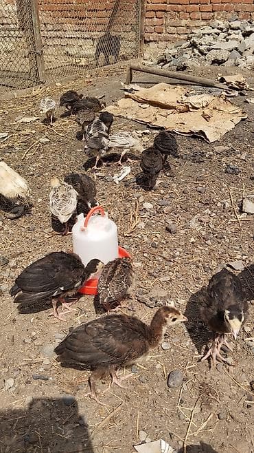 col quşu: 1 aylıq balalardı tam sağlamdı sağlamlıqlarına cavabdehəm 18 denedi — 3
