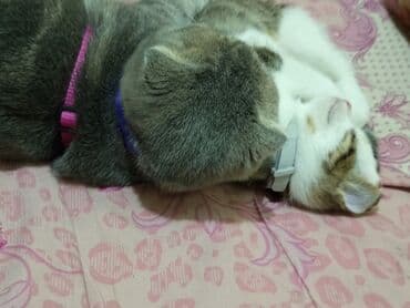 pişik üçün daraq: Şotland yastı qulaq, Dişi, Yaxşı əllərə, Ödənişli çatdırılma — 9