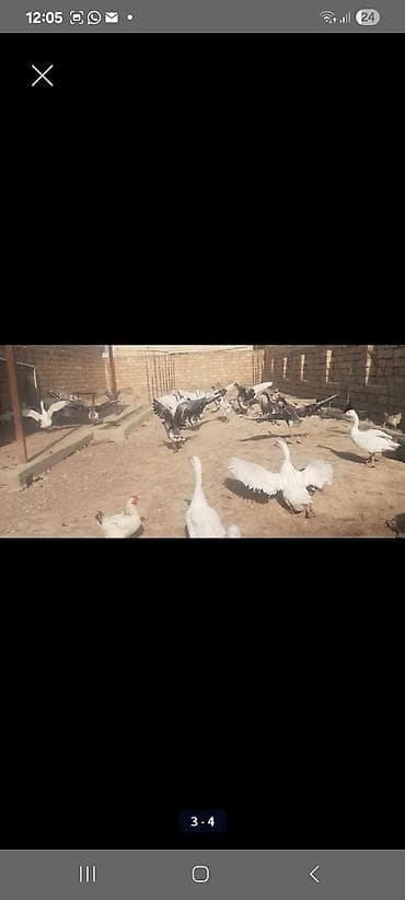 qu quşu və çöl qazı: Qazlar yumurtayirlar bezileri 8 ayliq - Təsərrüfatda saxlanılan — 1