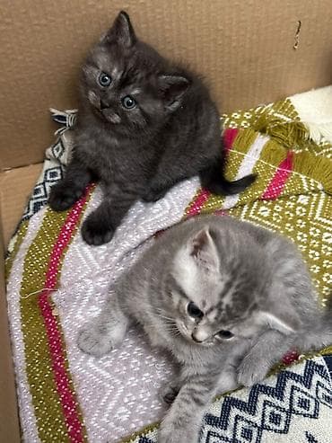 pişik sahiblendirme: Şinşilla, Erkək, Dişi, Yaxşı əllərə — 6