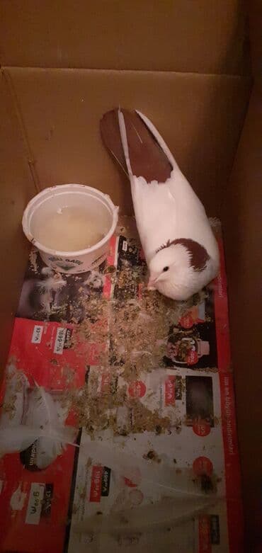 Gəmiricilər: Qirmizi boynu güllü deste qirmizi quyruq qus satiram kesik qanatda — 4