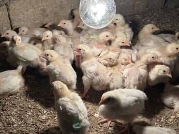 hinduşqa cücələri: Toyuq cücələri, Ətlik, Ünvandan götürmə — 7