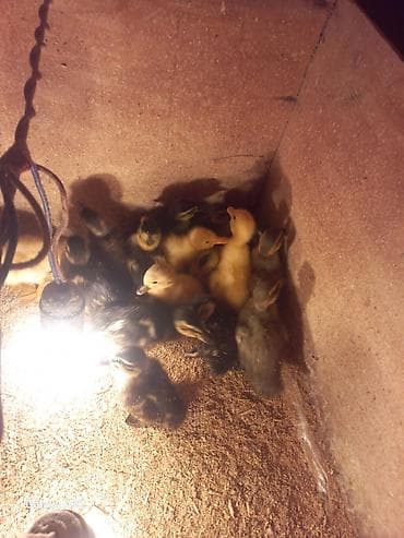 ördək: Məhsul: Ördək balaları Təsvir: - Şəkillərdə müxtəlif rəngli (sarı — 2