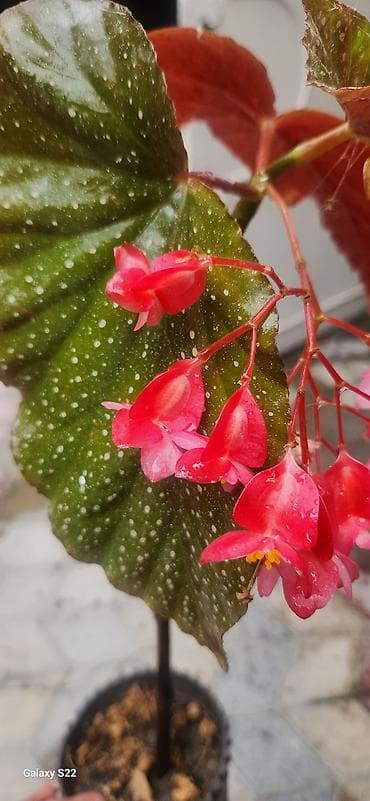 beqoniya bitkisi: Angel Wing Begonia (Begonia coccinea qrupundan) – dekorativ qapı və — 1