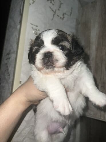 купить собаку болонку: Пекинес, Самка, Самовывоз — 9