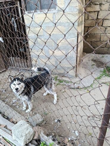купить хаски щенка: Хаски, 6 месяцев, Самка, Самовывоз — 1