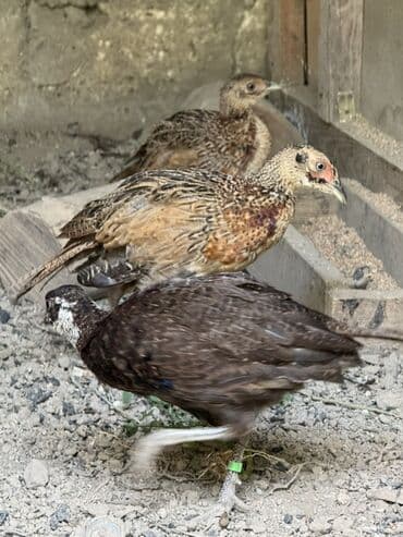 доска объявлений птицы: Qirqovullar satilir beceler ve illikler — 5