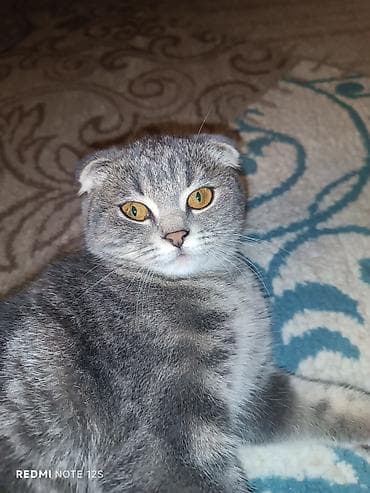 it balasi satisi: Şotland, Dişi, Ünvandan götürmə — 4